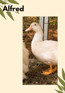pato Alfred